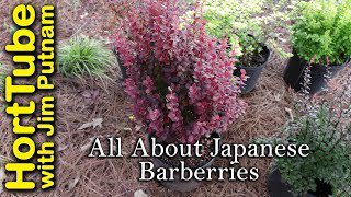 How to propagate barberry by cuttings, video