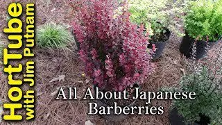 How to propagate barberry by cuttings, video