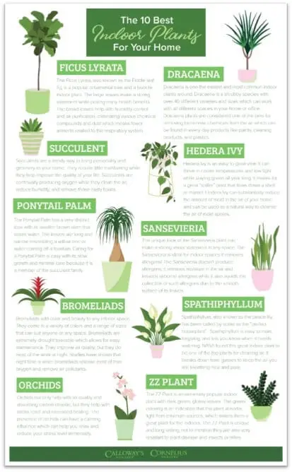 How to properly care for indoor plants