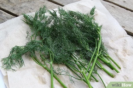 How to properly dry dill at home for the winter