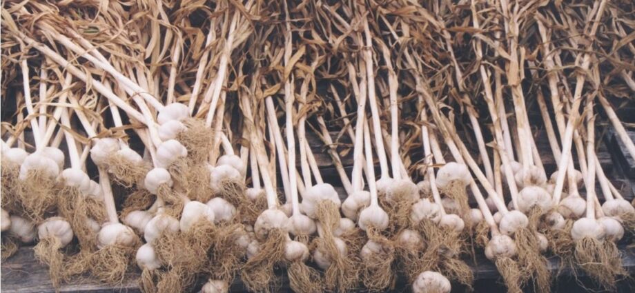 How to properly dry garlic after digging