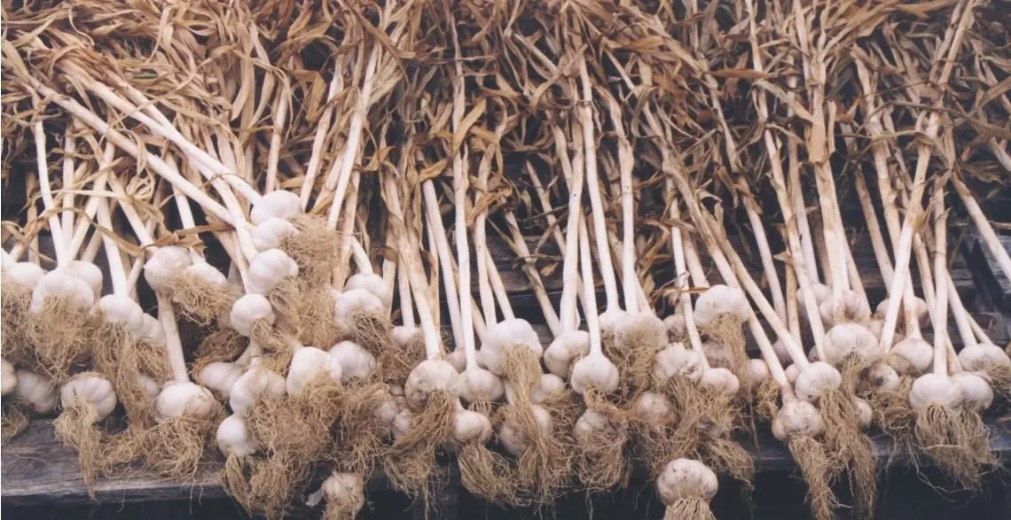 How to properly dry garlic after digging