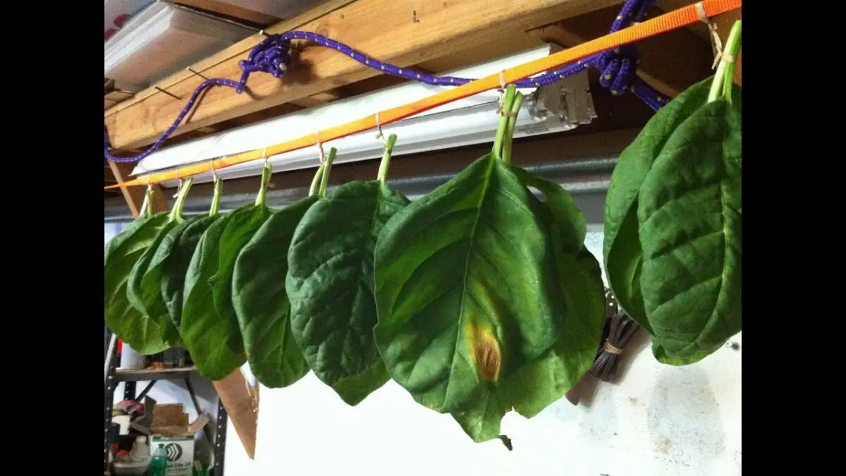 How to properly dry homemade tobacco, video