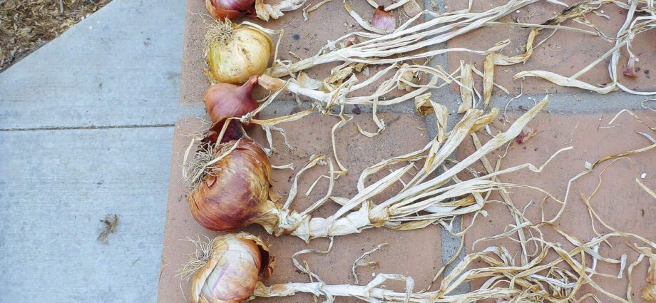 How to properly dry onions after harvesting