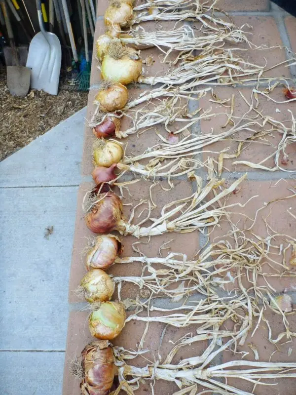 How to properly dry onions after harvesting