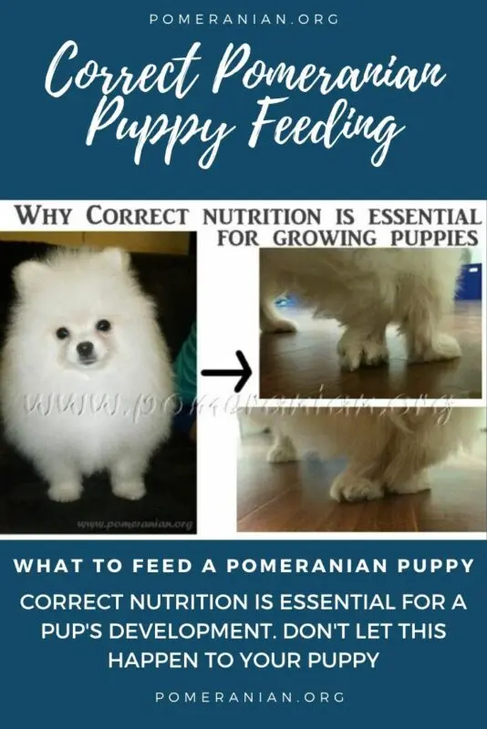 How to properly feed the Pomeranian