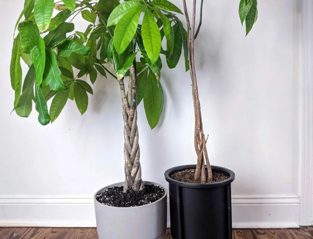 How to properly form a money tree: tips