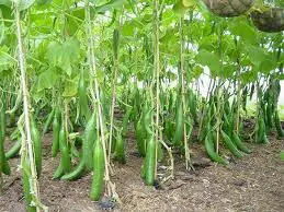 How to properly grow cucumbers in the country: tips