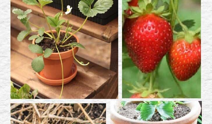 How to properly grow garden strawberries