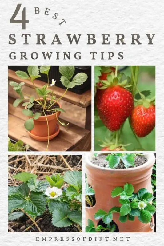 How to properly grow garden strawberries