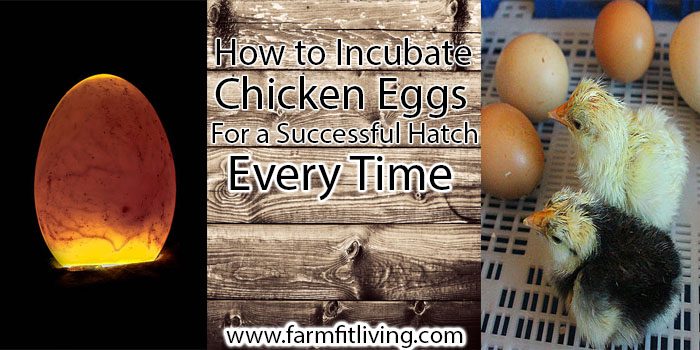 How to properly lay chicken eggs in an incubator