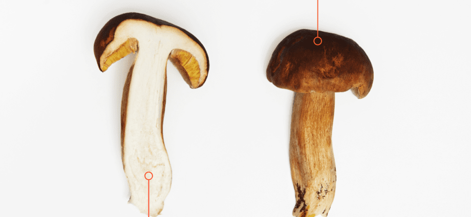 How to properly peel porcini mushrooms &#8211; ways to get rid of all the excess