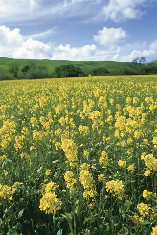 How to properly plant mustard