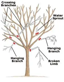 How to properly prune trees and shrubs in the garden: instructions