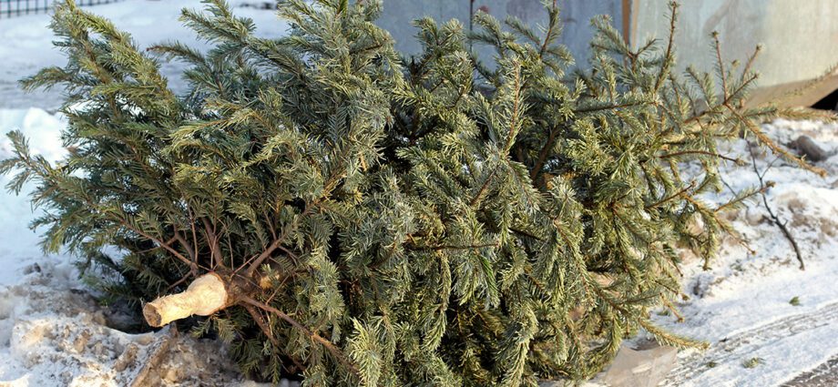 How to properly throw out a Christmas tree so that the whole year is lucky, signs for the New Year 2019