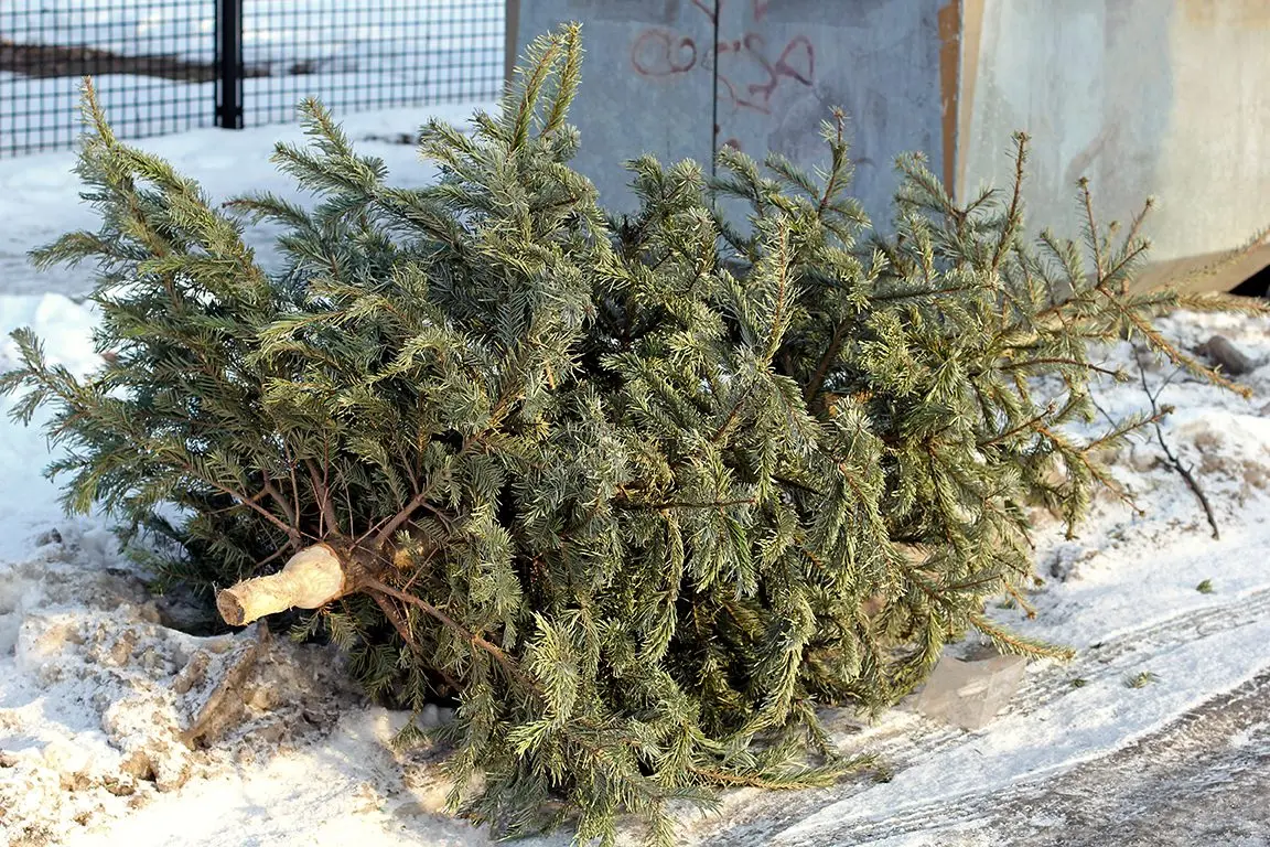 How to properly throw out a Christmas tree so that the whole year is lucky, signs for the New Year 2019