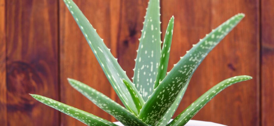 How to properly transplant aloe at home