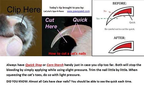 How to properly trim a cat&#8217;s claws at home