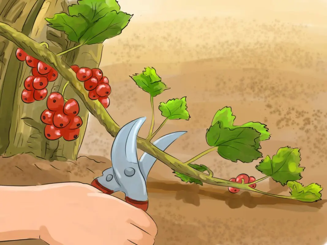 How to properly trim currants, how to trim currants in the fall