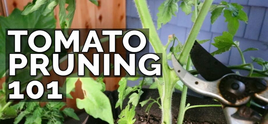 How to properly trim the leaves of tomatoes, video