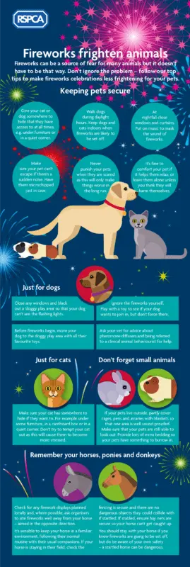 How to protect dogs and cats from Christmas firecrackers