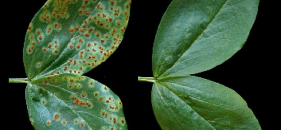 How to protect plants from fungal diseases: tips