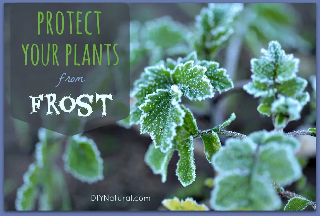 How to protect yourself from frost