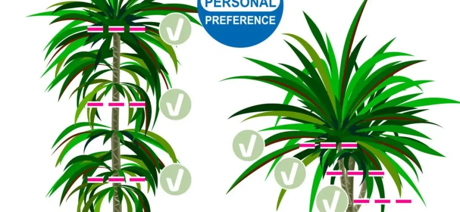 How to prune a dracaena: for branching