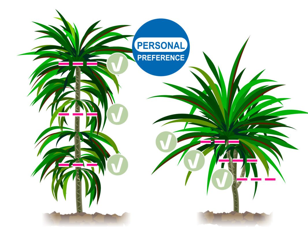 How to prune a dracaena: for branching