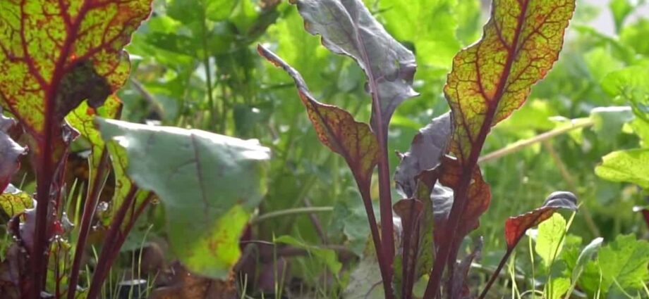 How to prune beets