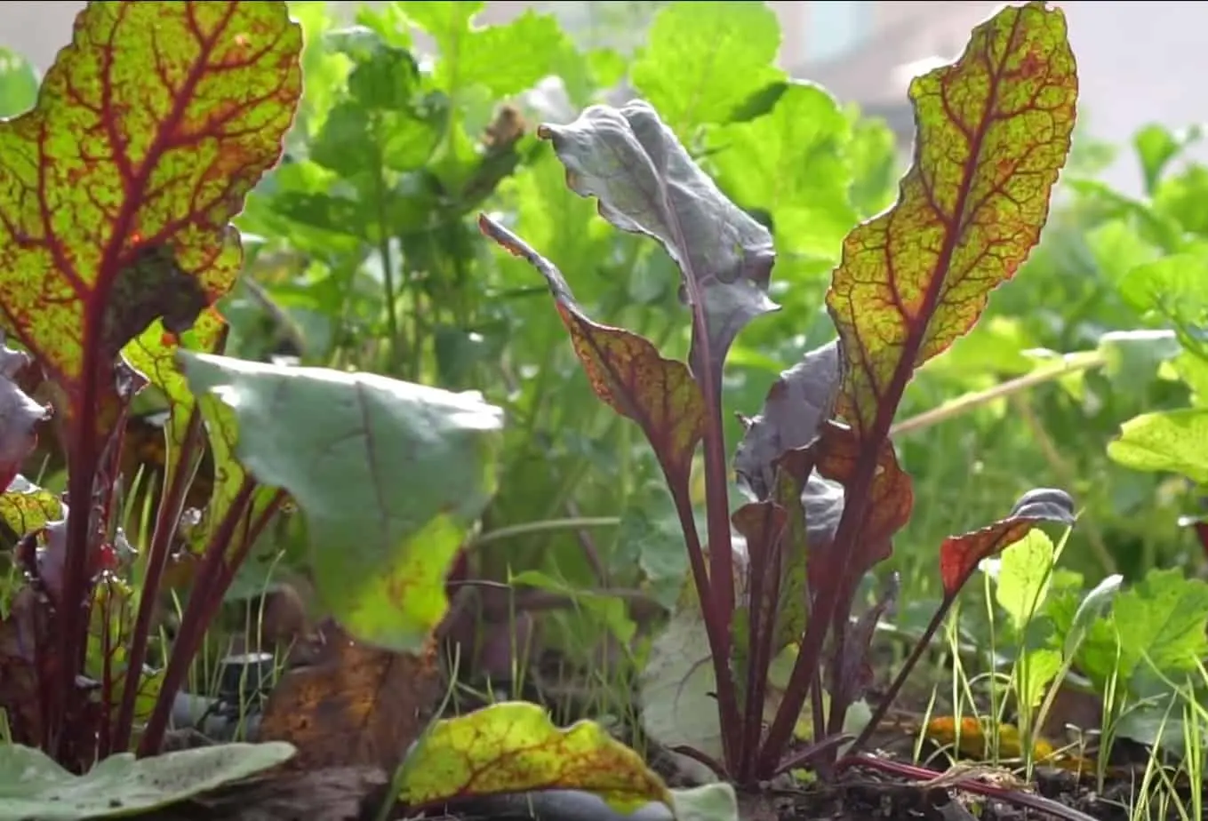 How to prune beets