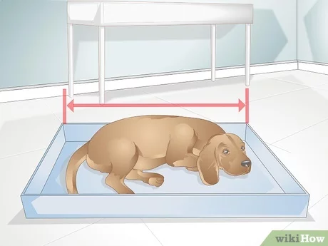 How to quickly accustom a dog to a diaper