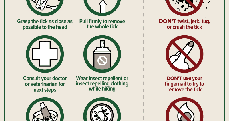 How to remove a tick from a dog: methods and tips