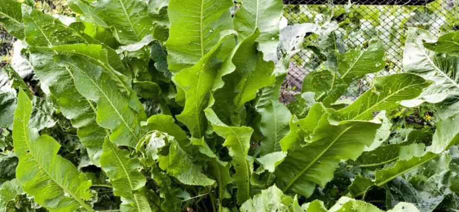 How to remove horseradish: in the garden