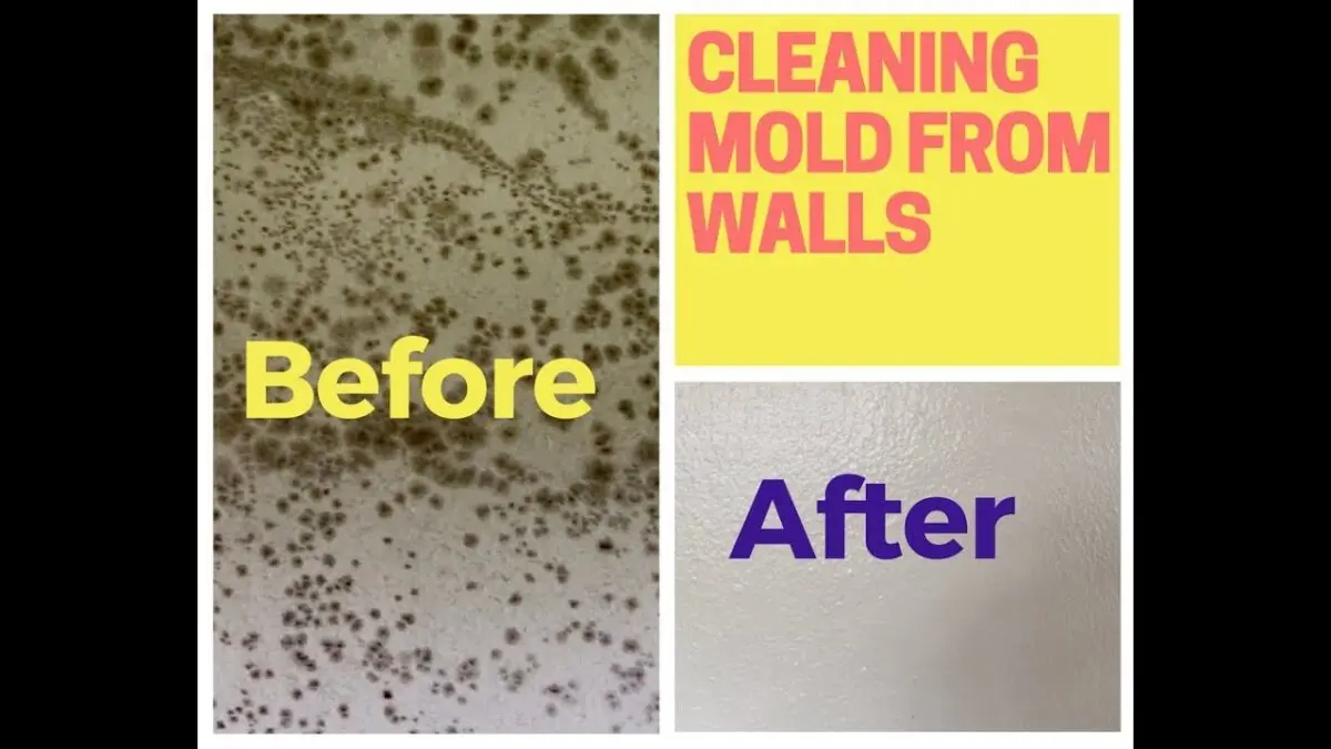 How to remove mold marks from walls. Video