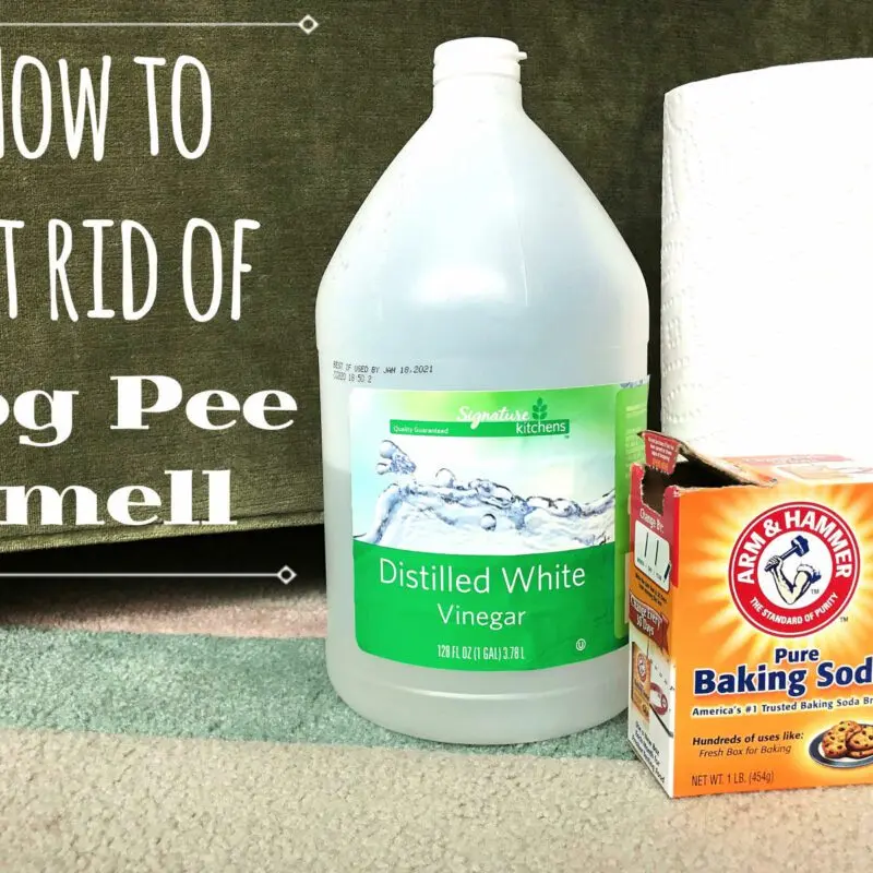 How to remove urine smell from carpet