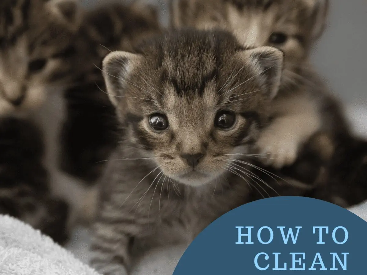 How to rinse a kitten&#8217;s eyes: what solutions to use and how to carry out the procedure