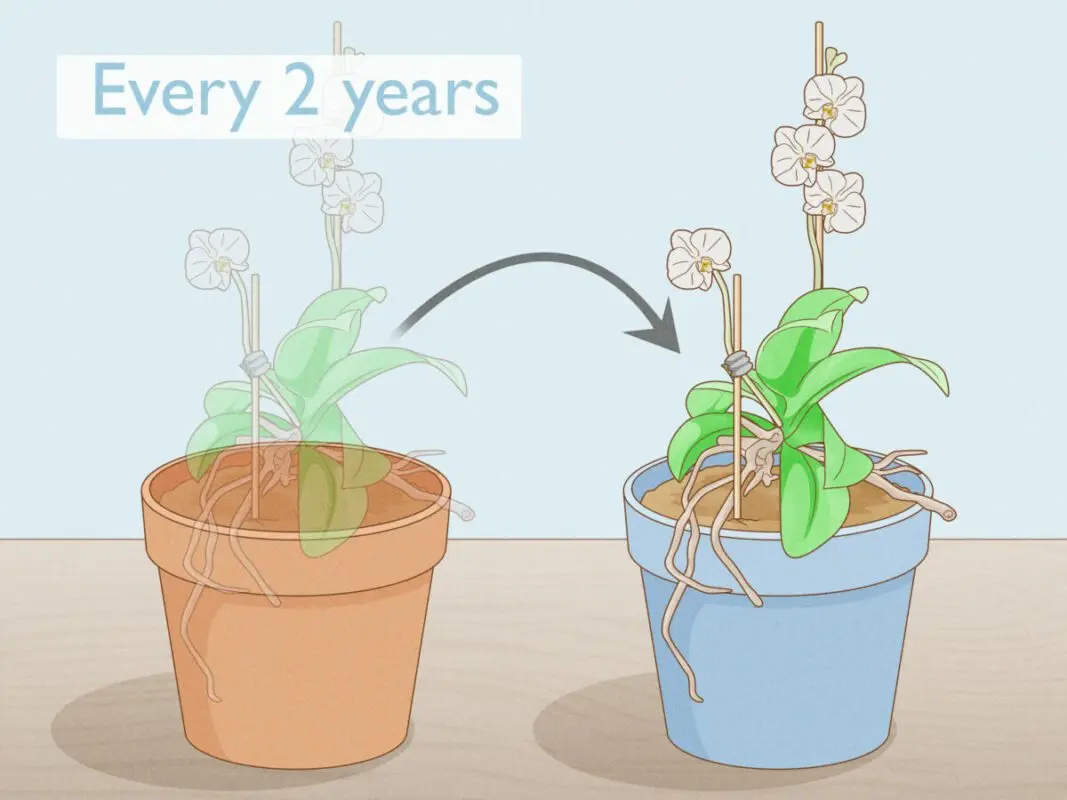 How to save an orchid if the roots are sluggish, rotted