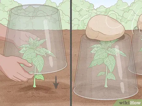 How to save crops from rain