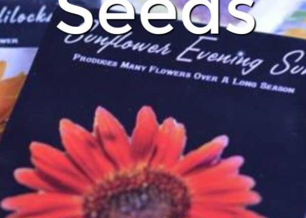 How to save money on buying seeds: tips, reviews