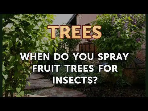 How to spray fruit trees and shrubs