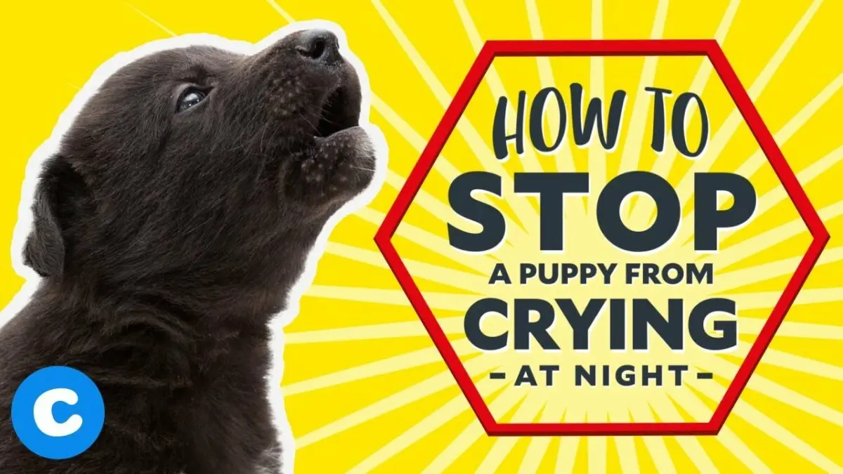 How to stop your puppy from whining at night