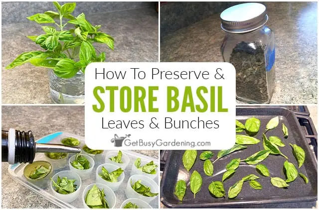 How to store basil in the refrigerator for the winter, how to store fresh basil