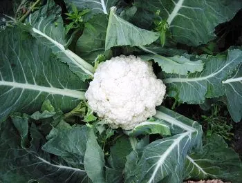 How to store cabbage in winter; how to store cauliflower