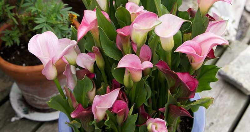 Calla bulbs: how to store, when to dig