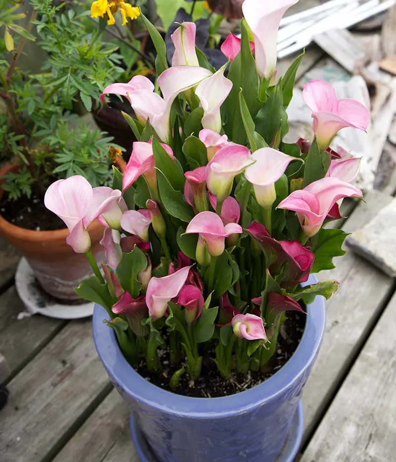 Calla lilies in the fall: care, storage after digging