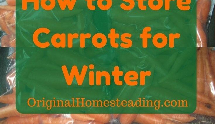 How to store carrots in winter