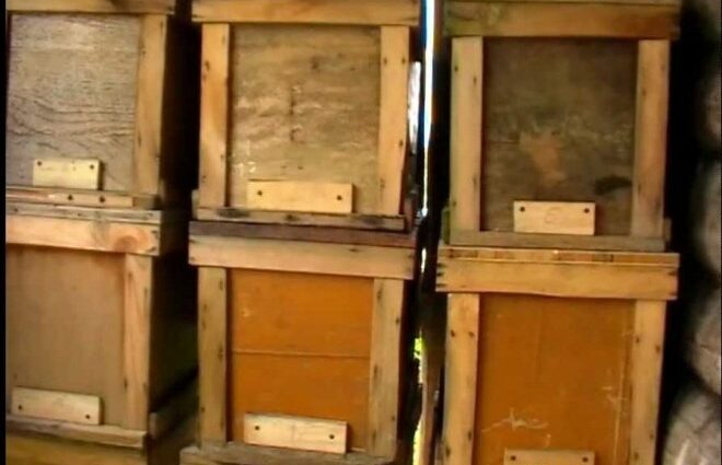 How to store propolis at home correctly and how much you can store it