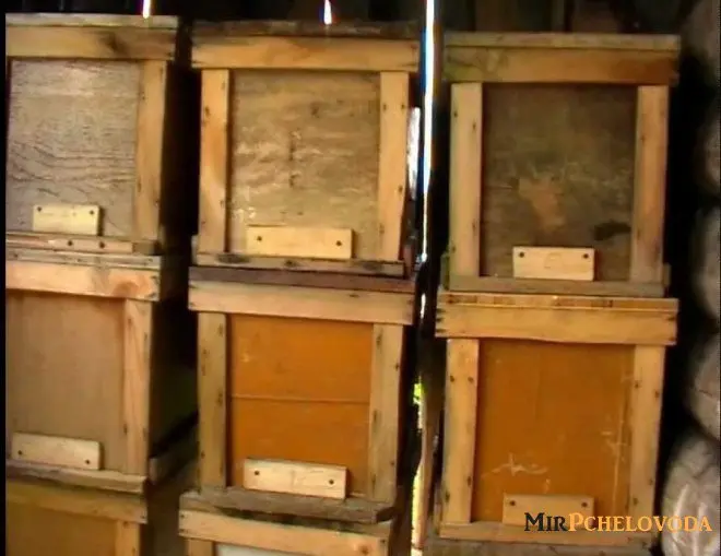 How to store propolis at home correctly and how much you can store it