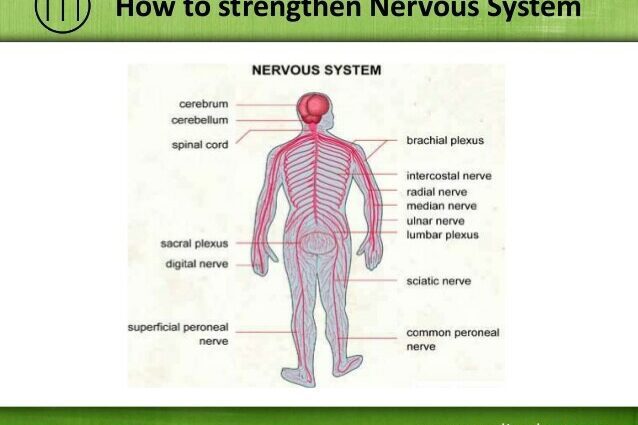 How to strengthen the nervous system